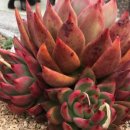 승아농장 이미지