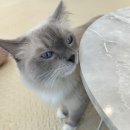 냥이 주택 이미지