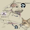 광견병[rabies]질환이란? 이미지