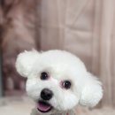 안나 펫 살롱 이미지