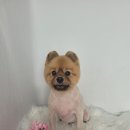 모모애견미용실 티스토리