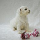 하늘켄넬 이미지