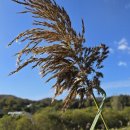 소리의섬 이미지