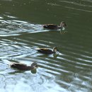 강변오리 이미지