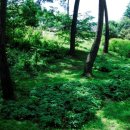 안면도자연휴양림 이미지