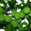 광희농장 이미지