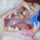 동주동물병원 이미지