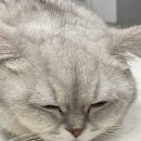 캣츠앤몬스터 이미지