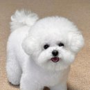 예쁜강아지 이미지