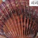 여우달빛 이미지
