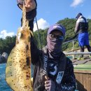 노란 오징어 이미지