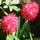 서대산약용자연휴양림 이미지