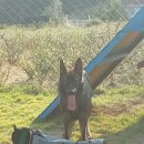 애견친구 이미지