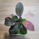 비바리움매니아 이미지