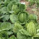 지용농장 이미지