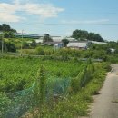 명지농장1 이미지