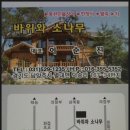 바위와소나무 이미지