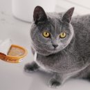 상어네 간식 이미지