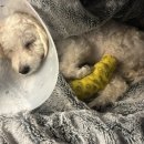 안산동물병원 이미지