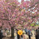 불국사관광안내소 | 경주 불국사 겹벚꽃 만개 주말 버스 여행 후기