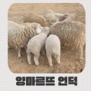 매정목장 | [경남/남해] 남해 아이랑 가볼만한 곳 남해 양떼목장 양마르뜨언덕 먹이주기 체험 후기