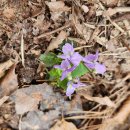 샤브작샤브작 이미지