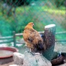 만발목장 이미지