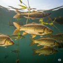 어분 | 대박어분 아닌 갈대박 (feat 떡밥)