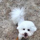 사랑가득한유치원 | [울산애견유치원] 바비브라운 비숑프리제, 사랑 가득한 케어와 미용까지 대만족 후기