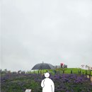 꽃들의 향연 | [여행]아름다운 꽃들의 향연 - 양주 나리공원 천일홍축제