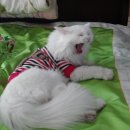 삼사삼