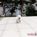 똥꼬발랄 이미지