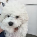 아이러브 동물병원 이미지