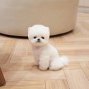 부산 강아지분양 디테일퍼피 이미지