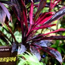 코사 티스토리