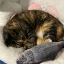 맥동물병원 이미지