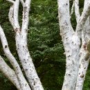 소나무언덕4호 | (고궁투어) 창경궁 여정기: 비극과 재생의 시간