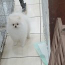 로사의집 이미지