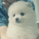 토리(Tori) 이미지
