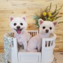 그루밍폼폼 이미지