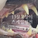아크로벳 내과동물병원 이미지