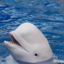 벨루가(Beluga) 이미지