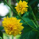 키 다리 노랑 꽃 (삼 잎 국화 겹 꽃). 이미지
