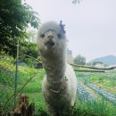 옴뇸뇸 이미지