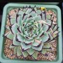 위너스타 이미지