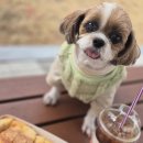 중동112 | 창원 중동 유니시티 빵집 그린하우스 에그 파니니·뺑오쇼콜라 또 먹고 싶은 빵 맛집