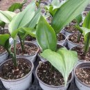 유카리스 이미지