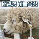 동막골 한우 농장 | 강원도 대관령 양떼목장 중 하늘목장에 다녀왔어요