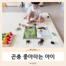 38개월아이 곤충좋아하는아이 장난감추천 곤충피규어 자연관찰책 확장놀이