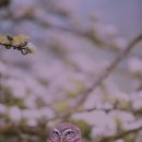 삼성동물약국 이미지